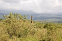 Arusha giraf00